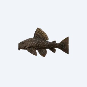 Acanthicus adonis (L155) (Acanthicus adonis) in a planted freshwater aquarium