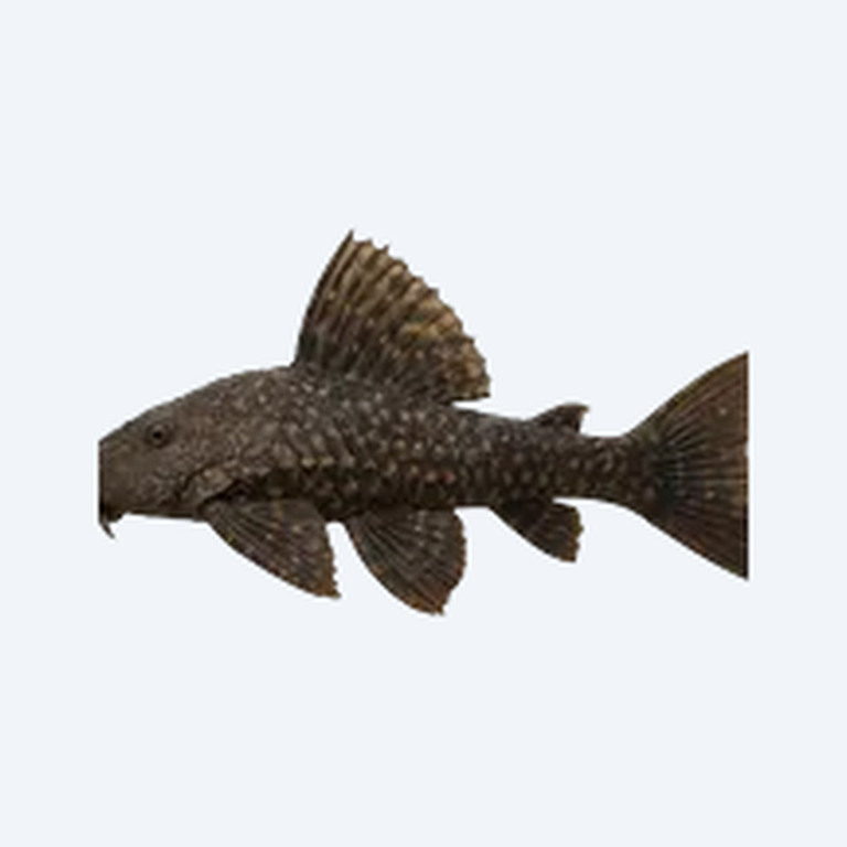 Acanthicus adonis (L155) (Acanthicus adonis) in a planted freshwater aquarium