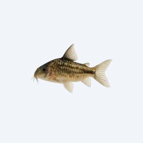 Adolfo's Cory (Corydoras sp.) in a planted freshwater aquarium