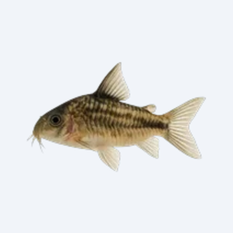 Adolfo's Cory (Corydoras sp.) in a freshwater aquarium