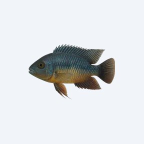 Afra Cichlid (Cichlidae sp.) in a planted freshwater aquarium
