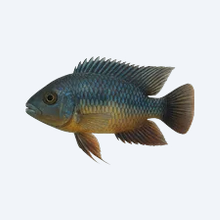 Afra Cichlid (Cichlidae sp.) in a freshwater aquarium