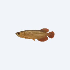 African Arowana (Heterotis niloticus) in a planted freshwater aquarium