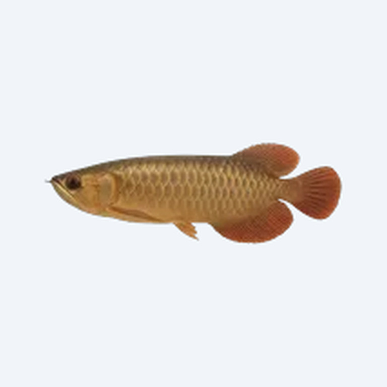 African Arowana (Heterotis niloticus) in a planted freshwater aquarium