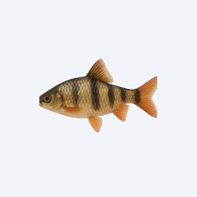 African Banded Barb (Cyprinidae sp.) in a planted freshwater aquarium
