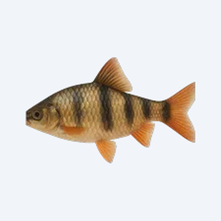 African Banded Barb (Cyprinidae sp.) in a freshwater aquarium
