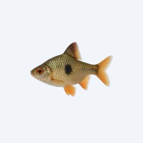 African Butterfly Barb (Cyprinidae sp.) in a planted freshwater aquarium