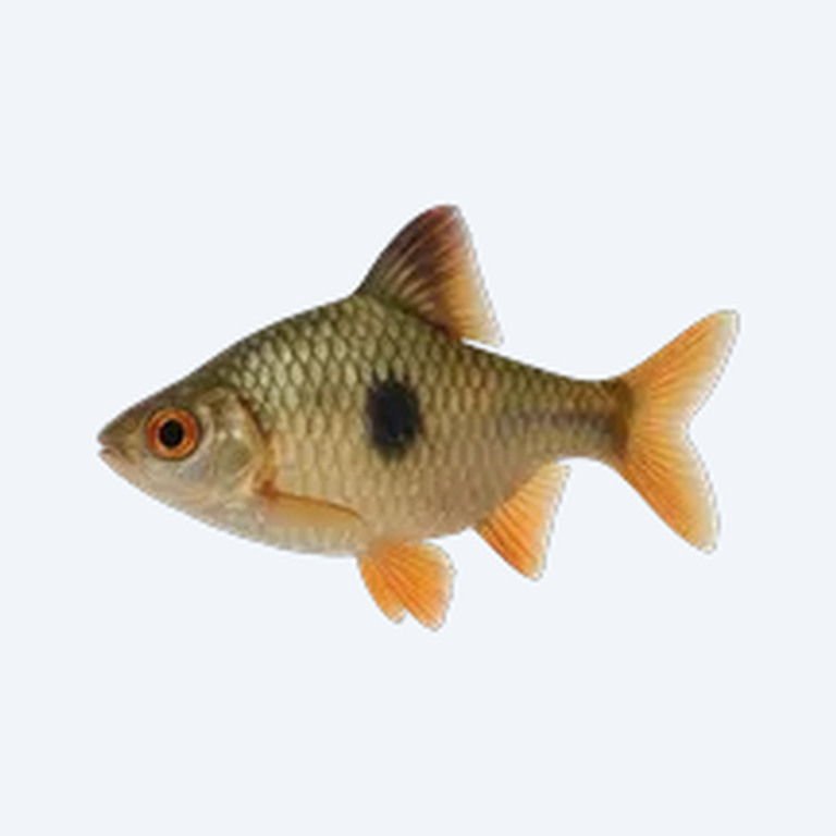 African Butterfly Barb (Cyprinidae sp.) in a freshwater aquarium