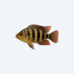 African Butterfly Cichlid (Cichlidae sp.) in a planted freshwater aquarium