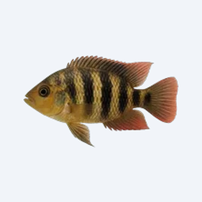 African Butterfly Cichlid (Cichlidae sp.) in a freshwater aquarium