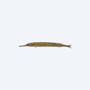African Freshwater Pipefish (Syngnathidae sp.) in a planted freshwater aquarium