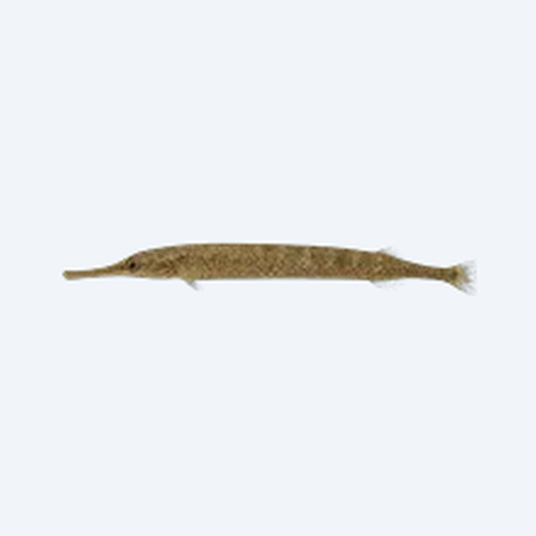 African Freshwater Pipefish (Syngnathidae sp.) in a planted freshwater aquarium