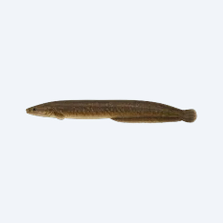 African Knifefish (Xenomystus nigri) in a planted freshwater aquarium