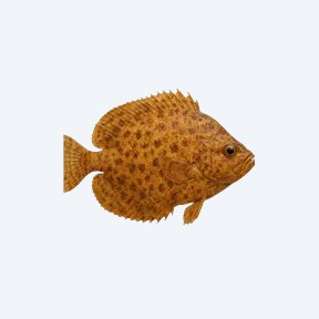 African Leaf Fish (Polycentropsis abbreviata) in a planted freshwater aquarium