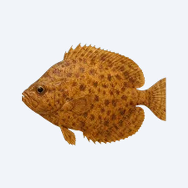 African Leaf Fish (Polycentropsis abbreviata) in a planted freshwater aquarium