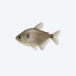 African Moon Tetra (Characidae sp.) in a planted freshwater aquarium