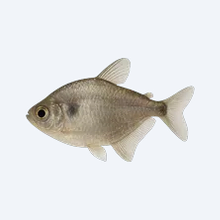African Moon Tetra (Characidae sp.) in a freshwater aquarium