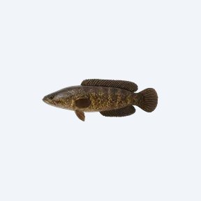 African Snakehead (Parachanna obscura) in a planted freshwater aquarium