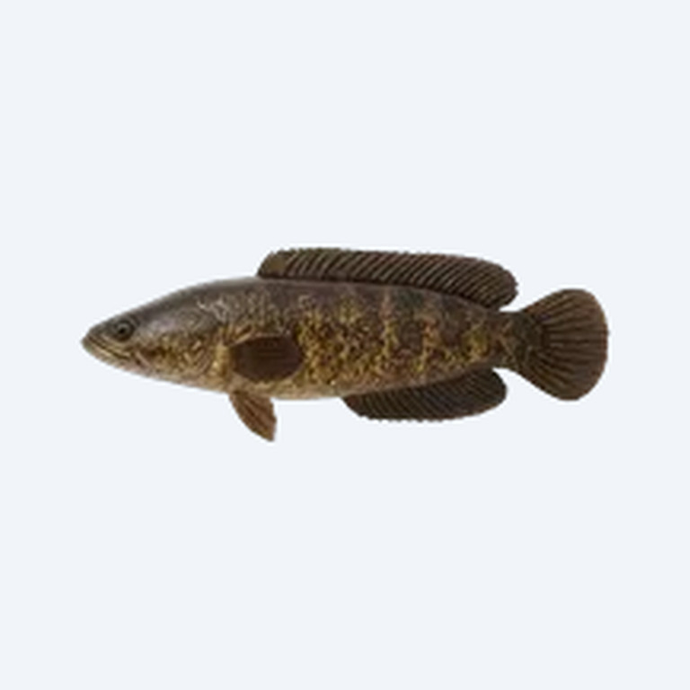 African Snakehead (Parachanna obscura) in a planted freshwater aquarium