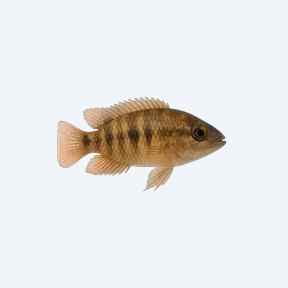 Agassiz's Dwarf Cichlid (Cichlidae sp.) in a planted freshwater aquarium