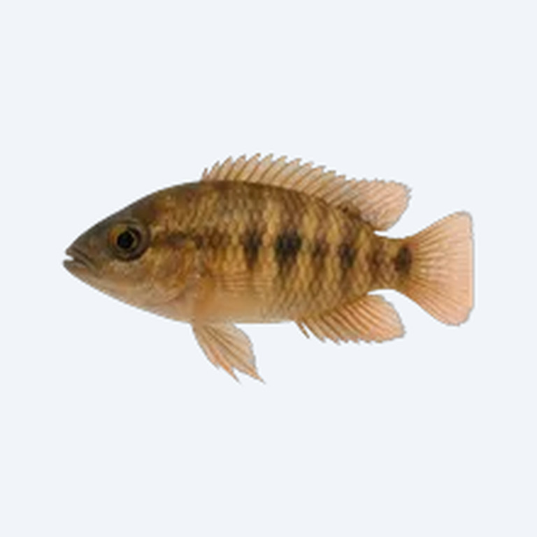 Agassiz's Dwarf Cichlid (Cichlidae sp.) in a freshwater aquarium