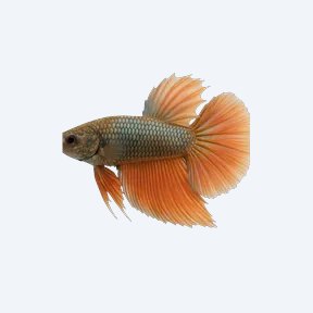 Akar Betta (Betta sp.) in a planted freshwater aquarium