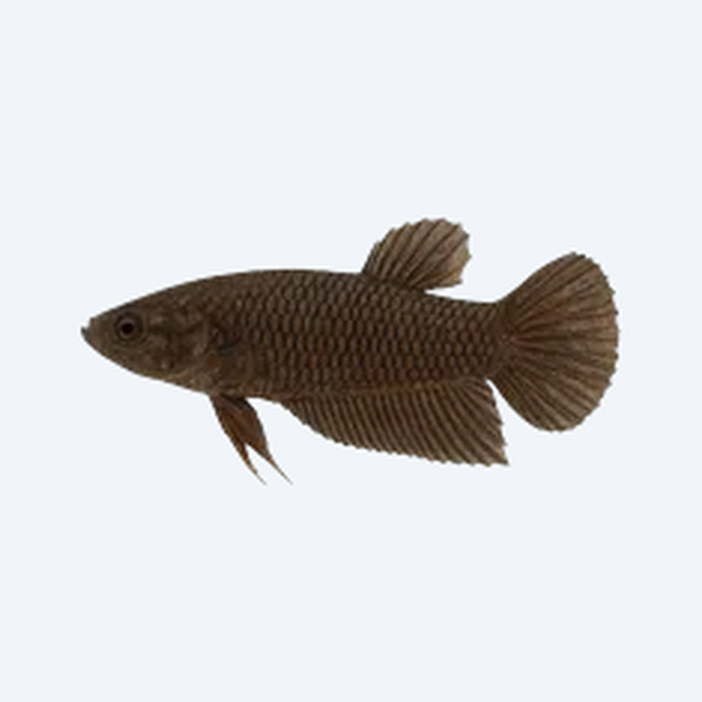 Akar Betta (Betta sp.) in a planted freshwater aquarium
