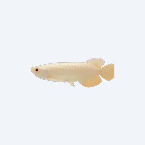 Albino Arowana (Scleropages formosus) in a planted freshwater aquarium