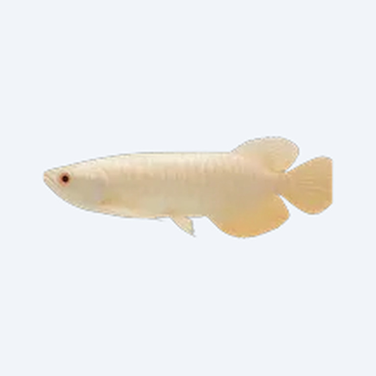 Albino Arowana (Scleropages formosus) in a freshwater aquarium