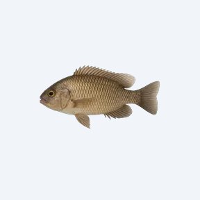 Allauad's Haplo (Cichlidae sp.) in a planted freshwater aquarium