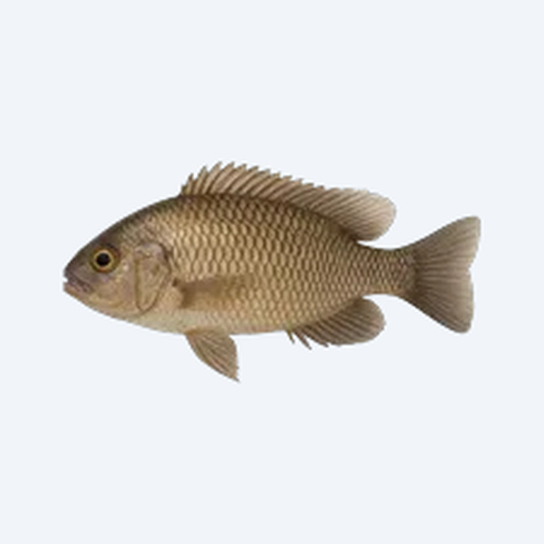 Allauad's Haplo (Cichlidae sp.) in a freshwater aquarium