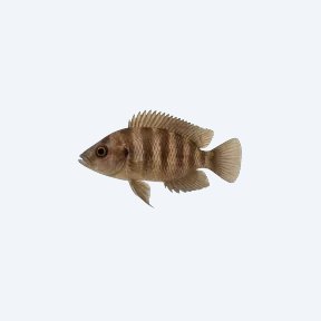 Altolamprologus compressiceps (Altolamprologus compressiceps) in a planted freshwater aquarium