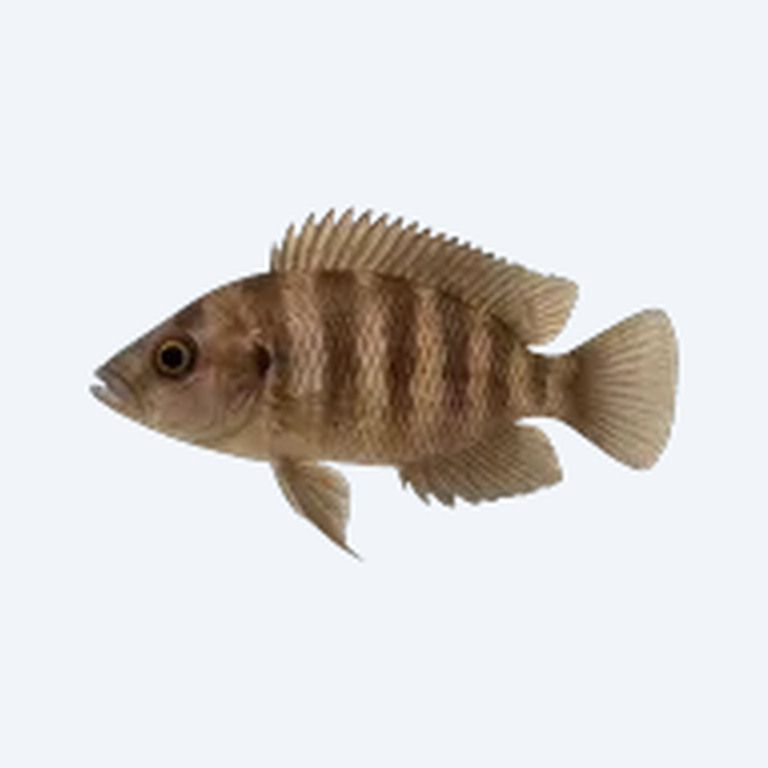 Altolamprologus compressiceps (Altolamprologus compressiceps) in a freshwater aquarium
