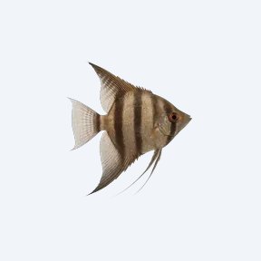 Altum Angelfish (Pterophyllum altum) in a planted freshwater aquarium