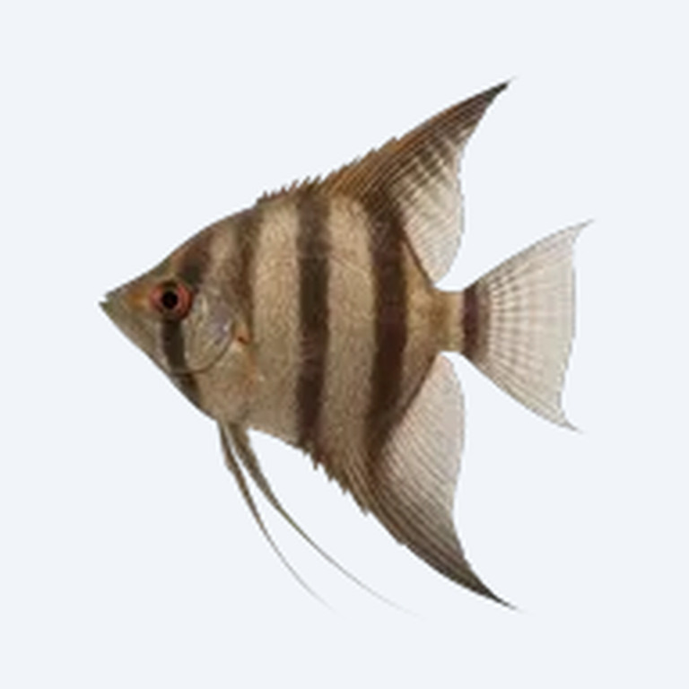 Altum Angelfish (Pterophyllum altum) in a planted freshwater aquarium