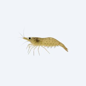 Amano Shrimp (Caridina multidentata) in a planted freshwater aquarium