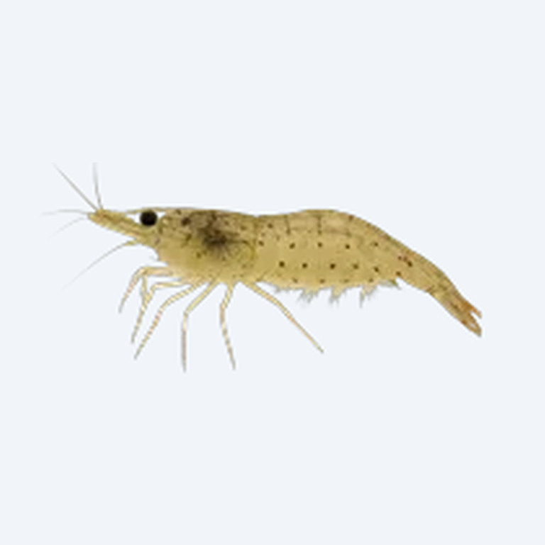 Amano Shrimp (Caridina multidentata) in a planted freshwater aquarium
