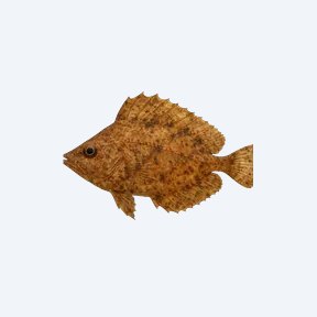Amazon Leaf Fish (Monocirrhus polyacanthus) in a planted freshwater aquarium