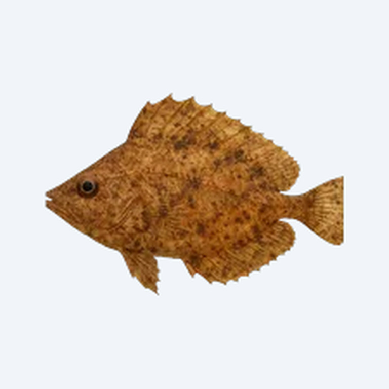 Amazon Leaf Fish (Monocirrhus polyacanthus) in a freshwater aquarium