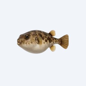 Amazon Puffer (Colomesus asellus) in a planted freshwater aquarium
