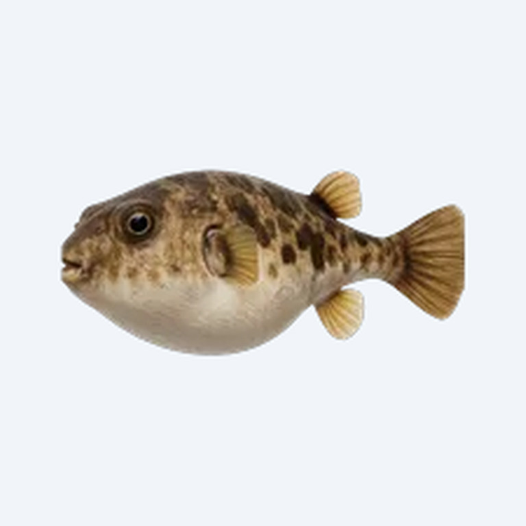 Amazon Puffer (Colomesus asellus) in a planted freshwater aquarium