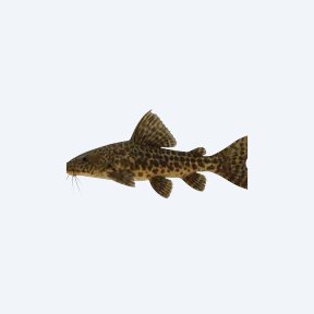 Amazon Sailfin Catfish (Siluriformes sp.) in a planted freshwater aquarium