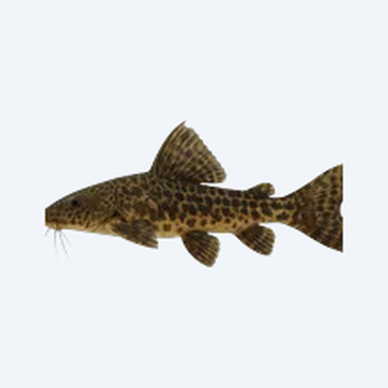 Amazon Sailfin Catfish (Siluriformes sp.) in a freshwater aquarium
