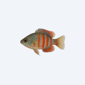 American Flagfish (Jordanella floridae) in a planted freshwater aquarium