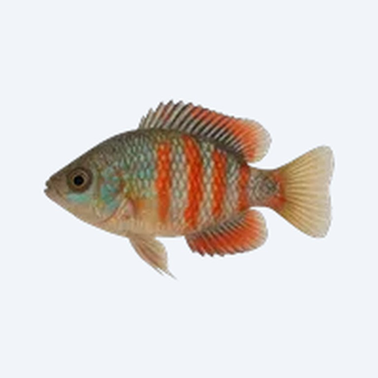 American Flagfish (Jordanella floridae) in a freshwater aquarium