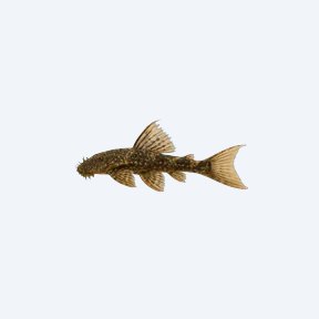 Ancistrus sp. (Longfin) (Ancistrus sp.) in a planted freshwater aquarium