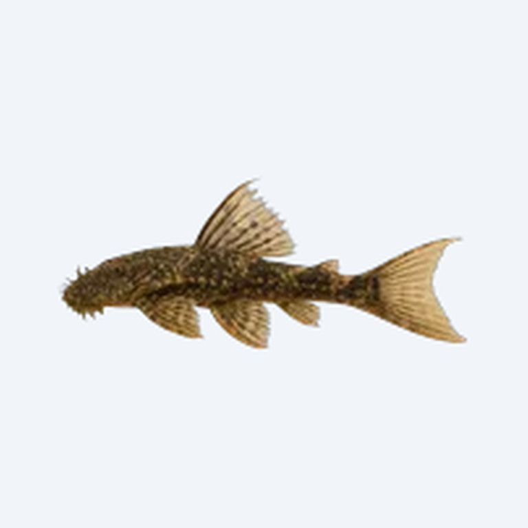 Ancistrus sp. (Longfin) (Ancistrus sp.) in a freshwater aquarium