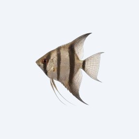 Angelfish (Pterophyllum scalare) in a planted freshwater aquarium