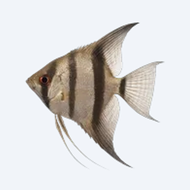 Angelfish (Pterophyllum scalare) in a planted freshwater aquarium