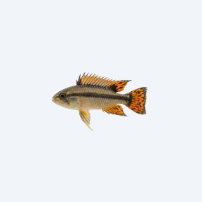 Apistogramma cacatuoides (Apistogramma cacatuoides) in a planted freshwater aquarium